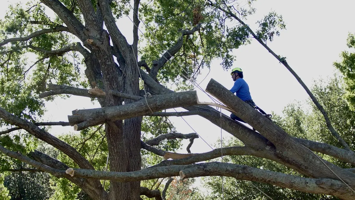 Professional Crown Thinning performed by certified arborists in Moseley